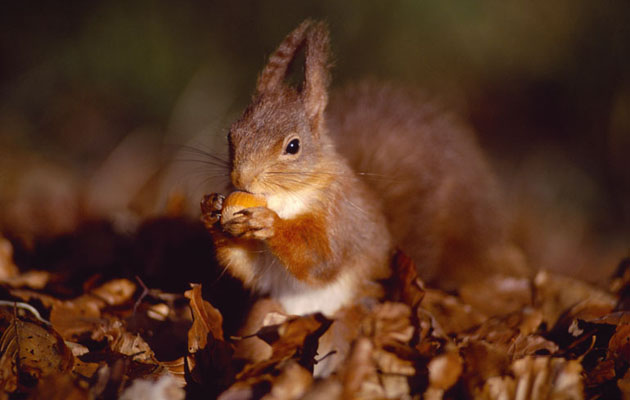 Photographing Red Squirrels