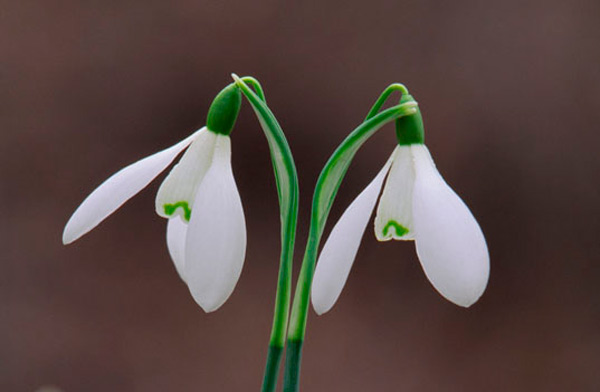 Snowdrops by Laurie Campbell