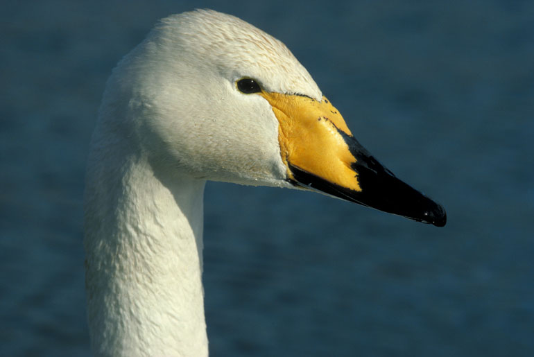 Whooper Swan. Image by Laurie Campbell 